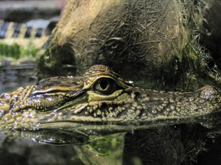 crocodile in the water