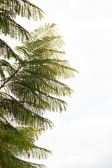 Árbol navidad colores 