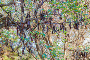 Fruto Árbol Algarroba naturaleza árbol hojas y flores 