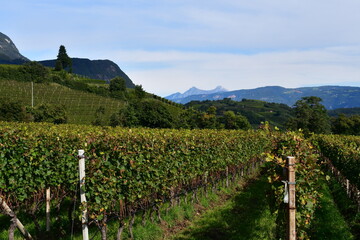 Beautiful vineyards around Caldaro in Southtyrol with mountains behind 