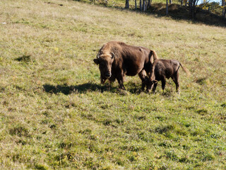 (Bison bonasus) Small herd of European bison, adult and calf, roaming and browsing grass in a meadow of Black-Forest in Germany 
