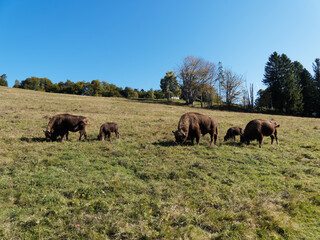 Fototapeta na wymiar (Bison bonasus) Small herd of European bisons, male, female and calves, roaming and browsing grass in a meadow of Black-Forest in Germany 