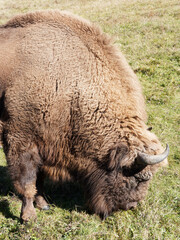 Fototapeta premium (Bison bonasus) Portrait of wisent male european bison, large bulls, ruminant animal, reddish-brown coat, head with short, angular horns