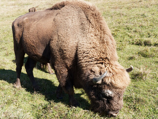 Fototapeta premium Side view of a European bison bull (Bison bonasus). Dark- and reddish-brown coat. Heaviest wild land mammal animal in Europe