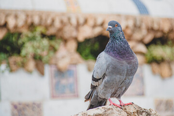 Paloma ave animal naturaleza colores