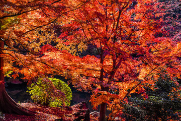 red autumn leaves