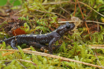 Closeup on an adul male of the endangered Caucasian salamander , Mertensiella caucasica, in green moss