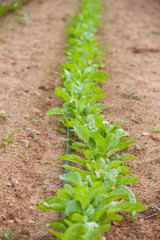 Huerto con lechuga colores verde y marrón