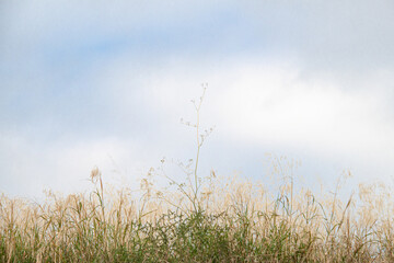 Ramas en naturaleza colores