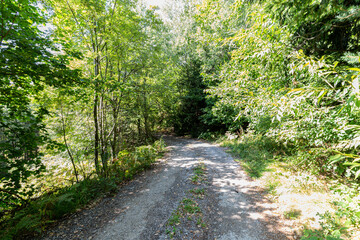 Footpath in a forest in the autumn