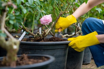 Fototapeta premium Asian woman gardener working houseplant and flowers in greenhouse garden. Female florist plant shop owner caring and checking plants in store. Small business entrepreneur and plant caring concept.