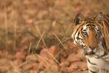 Obraz premium Side view portrait of Female Royal bengal tiger at Bandhavgarh