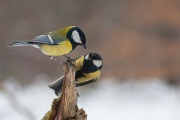 Great tit
