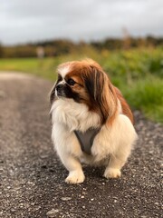 Kleiner Hund steht auf einem Feldweg und schaut zur Seite.
Tibet Spaniel, Shih Tzu, Pekingese, Landleben, Haustier