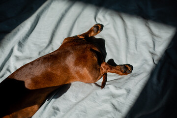 small dog dachshund is lying on the bed in the rays of sunlight falling from the window. High...