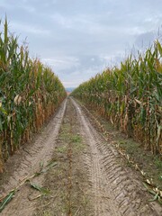 Ein Weg durch ein Maisfeld, darüber ein bewölkter Himmel am frühen Morgen.
Landleben, Country living, corn, Feldweg