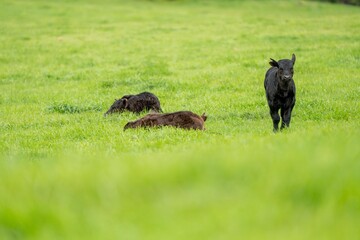 speckle park, Murray grey, Angus cows and calf grazing on lush pasture. while they enjoy the sun...