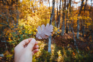 autumn leaf in the male hand. park covered with brown leaves is in the background. cold morning with frost