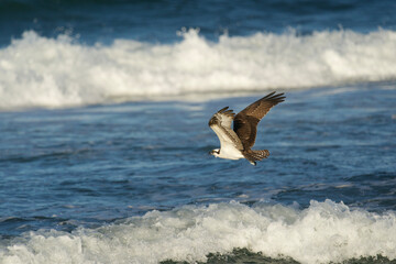 osprey in flight hunting for fish