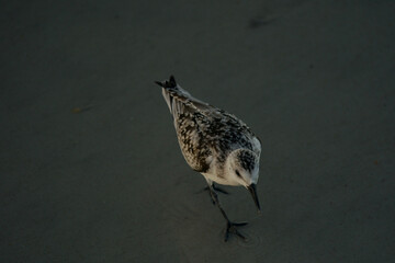 sanderling running on the beach