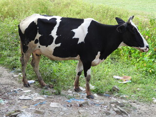 black and white cow