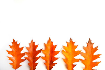 Yellow-orange fallen leaves of American oak are isolated on a white background in the lower part. Autumn template and wallpaper. Leaf fall. October, November. Autumn mood