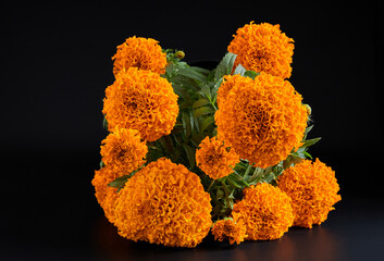 Flor de cempasúchil se utiliza como decoración y ofrenda de día de muertos.