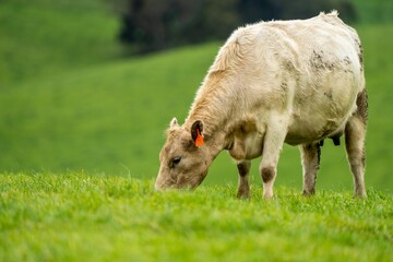 speckle park, Murray grey, Angus cows and calf grazing on lush pasture. while they enjoy the sun...