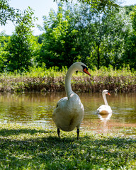 Pretty swan - wildlife of bird