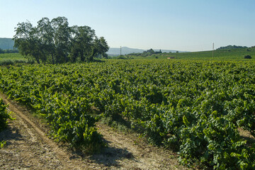 Fototapeta na wymiar Paisajes y viñedos de la zona del Penedés en la provincia de Barcelona, Catalunya.