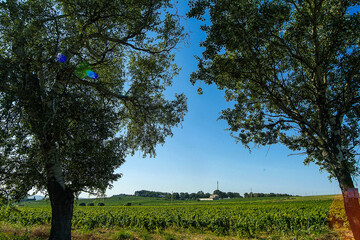 Obraz premium Paisajes y viñedos de la zona del Penedés en la provincia de Barcelona, Catalunya.