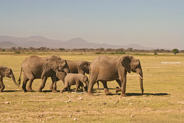 Famille Eléphants éléphanteaux Loxodonta africana au Kenya