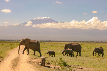 Obraz premium Paysage Famille Eléphants éléphanteaux Loxodonta africana devant le Kilimandjaro au Kenya