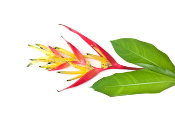 Red Heliconia flower isolated on white background.