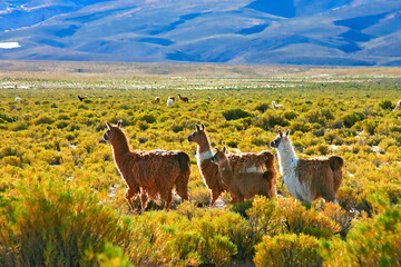 Paysage coloré avec Lamas au Sud Lipez cordillère des Andes Bolivie pays de contraste à fortes nuances de couleurs