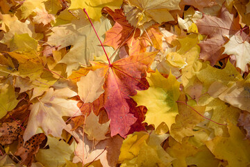 Naklejka na ściany i meble Autumn background of poplar and maple leaves of various colors and shades