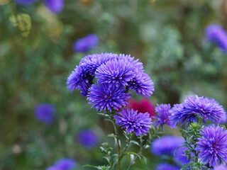Blue Fall Aster Plant or Aster novi-belgii, fully double or pompon blooms in a stunning shade of deep blue-purple