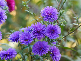 Blue Fall Aster. A variety of Aster novi-belgii with beautiful double blue flowers in late summer and autumn