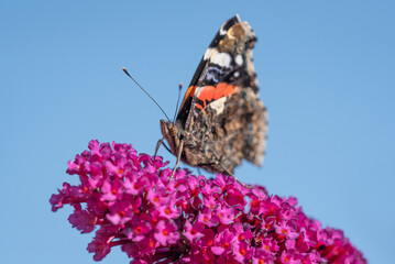 Schmetterling / Edelfalter