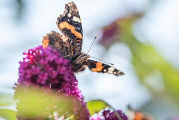 Schmetterling / Edelfalter