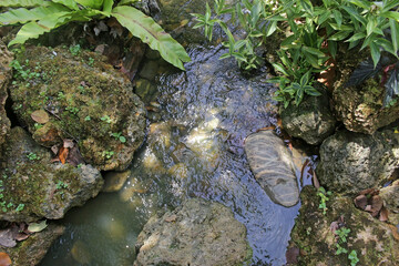 Above view of a small stream of water in a rainforest setting passing through moss covered rocks and green leaf tropical plants