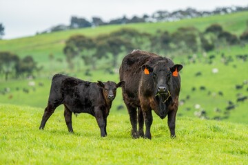 Close up of Stud Beef bulls, cows and calves grazing on grass in a field, in Australia. breeds of...