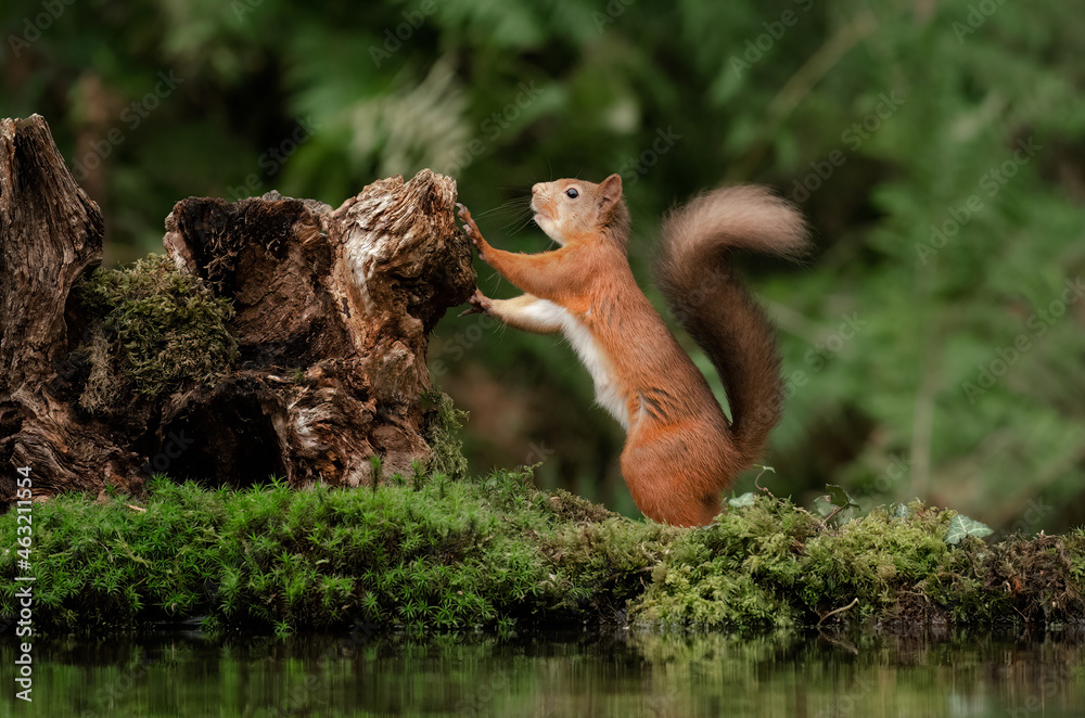 Aufkleber a close up of a red squirrel standing on its back legs against an old tree trunk