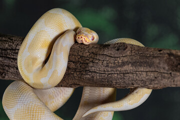 A close up on an albino royal python curled around an old branch - 463211552
