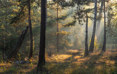 Obraz premium Sunny morning in the forest. The sun's rays make their way through the branches of the trees. Beautiful nature. Nice walk.