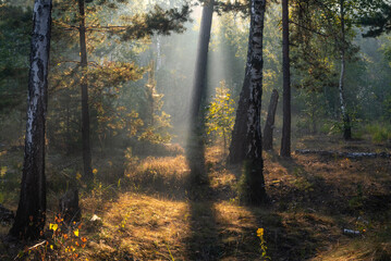 Sunny morning in the forest. The sun's rays make their way through the branches of the trees. Beautiful nature. Nice walk.