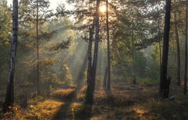 Sunny morning in the forest. The sun's rays make their way through the branches of the trees. Beautiful nature. Nice walk.