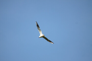Black headed seagull flying on blue sky close-up view of