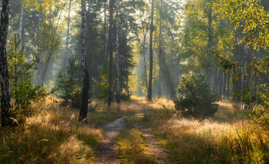 Sunny morning in the forest. The sun's rays make their way through the branches of the trees. Beautiful nature. Nice walk.