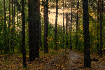 Sunny morning in the forest. The sun's rays make their way through the branches of the trees. Beautiful nature. Nice walk.
